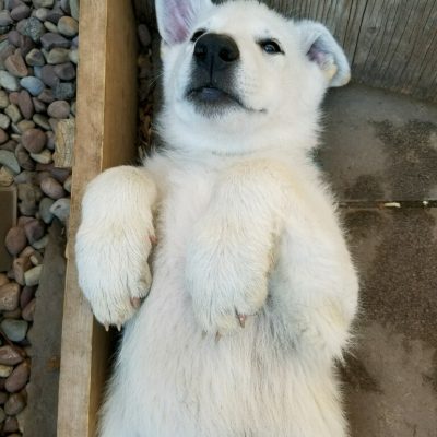 Burgin Snowcloud German Shepherd puppy white female #7, 9 weeks old for sale.