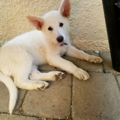 Burgin Snowcloud German Shepherd puppy white female #8, 9 weeks old for sale.