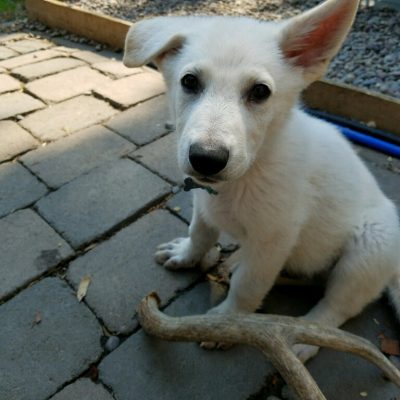 Burgin Snowcloud German Shepherd puppy white male #11, 9 weeks old for sale
