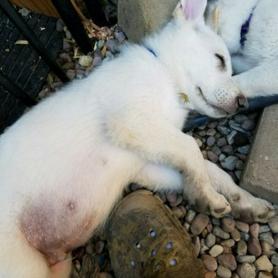 Burgin Snowcloud German Shepherd puppy white male #3, 9 weeks old for sale.