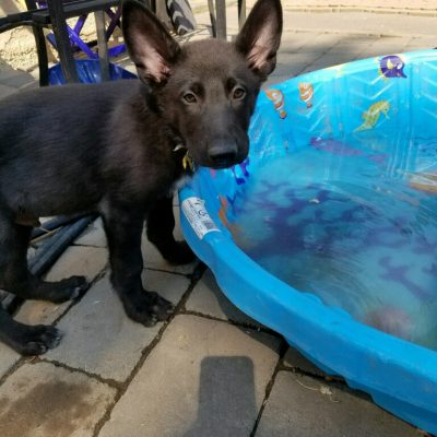 Burgin Snowcloud German Shepherd puppy black male #6, 9 weeks old for sale.