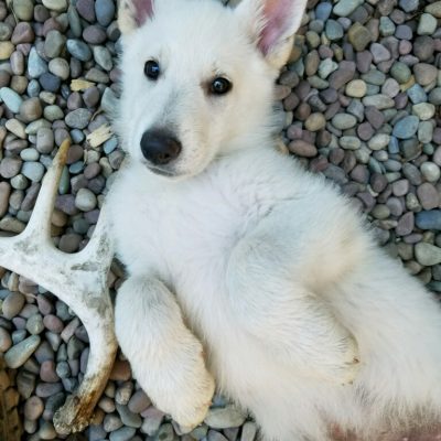 Burgin Snowcloud German Shepherd puppy white male #9, 9 weeks old for sale.